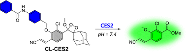 Graphical abstract: Selective detection of carboxylesterase 2 activity in cancer cells using an activity-based chemiluminescent probe