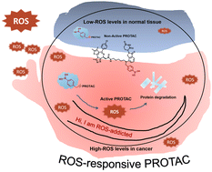 Graphical abstract: Reactive oxygen species-responsive Pre-PROTAC for tumor-specific protein degradation