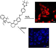 Graphical abstract: A fluorescent probe strategy for the detection and discrimination of hydrogen peroxide and peroxynitrite in cells
