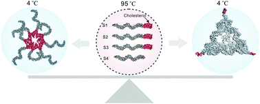 Graphical abstract: Probing the self-assembly process of amphiphilic tetrahedral DNA frameworks