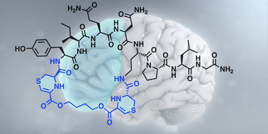 Graphical abstract: Bioinspired peptide stapling generates stable enzyme inhibitors