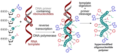 Graphical abstract: Traceless enzymatic synthesis of monodispersed hypermodified oligodeoxyribonucleotide polymers from RNA templates