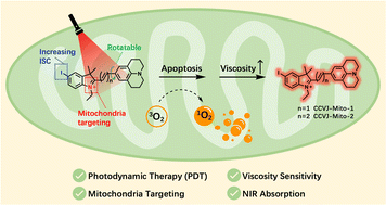 Graphical abstract: A NIR molecular rotor photosensitizer for efficient PDT and synchronous mitochondrial viscosity imaging