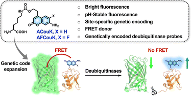 Graphical abstract: Genetically encoded fluorescent unnatural amino acids and FRET probes for detecting deubiquitinase activities
