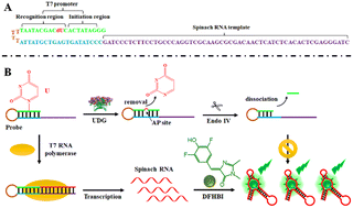Graphical abstract: Transcriptionally amplified synthesis of fluorogenic RNA aptamers for label-free DNA glycosylase assay