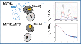 Graphical abstract: Human endonuclease III/NTH1: focusing on the [4Fe–4S] cluster and the N-terminal domain