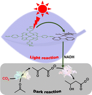 Graphical abstract: Visible-light driven 3-hydroxybutyrate synthesis from CO2 and acetone with the hybrid system of photocatalytic NADH regeneration and multi-biocatalysts
