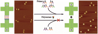 Graphical abstract: Disassembly of DNA origami dimers controlled by programmable polymerase primers