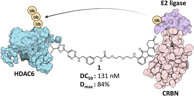 Graphical abstract: Development of the first non-hydroxamate selective HDAC6 degraders