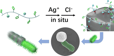 Graphical abstract: In situ preparation of glyco-micromotors and their bacteria loading/guiding ability