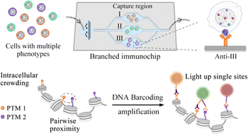 Graphical abstract: Branched immunochip-integrated pairwise barcoding amplification exploring the spatial proximity of two post-translational modifications in distinct cell subpopulations