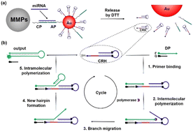 Graphical abstract: Dual amplification of a bio-barcode and auto-cycling primer extension for highly sensitive detection of miRNA