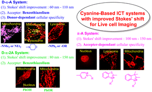 Graphical abstract: Large Stokes shift benzothiazolium cyanine dyes with improved intramolecular charge transfer (ICT) for cell imaging applications