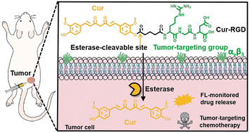Graphical abstract: An esterase-activatable curcumin prodrug for tumor-targeting therapy