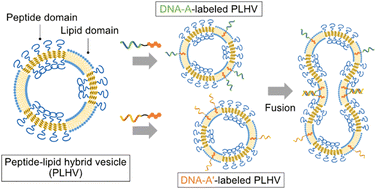 Graphical abstract: DNA-induced fusion between lipid domains of peptide–lipid hybrid vesicles