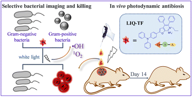 Graphical abstract: A novel furo[3,2-c]pyridine-based AIE photosensitizer for specific imaging and photodynamic ablation of Gram-positive bacteria
