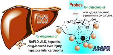 Graphical abstract: Recent research progress in galactose-based fluorescent probes for detection of biomarkers of liver diseases