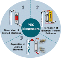 Graphical abstract: Recent advances in electron manipulation of nanomaterials for photoelectrochemical biosensors
