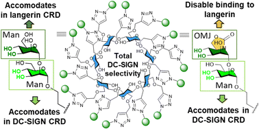 Graphical abstract: Mannobioside biomimetics that trigger DC-SIGN binding selectivity