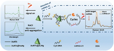 Graphical abstract: Dual signal magnification for ultrasensitive biosensing based on well-regulated SERS of AuNTs@AuHg and DSN-assisted amplification