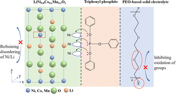 Graphical abstract: Adaptive protection for PEO-based solid electrolyte with chelation of triphenyl phosphite and LiNi0.8Co0.1Mn0.1O2