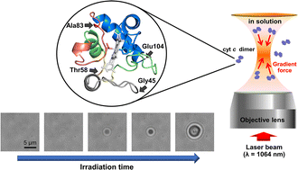 Graphical abstract: Structural region essential for amyloid fibril formation in cytochrome c elucidated by optical trapping