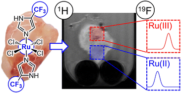 Graphical abstract: Spatial characterization of redox processes and speciation of Ru(iii) anticancer complexes by 19F magnetic resonance imaging