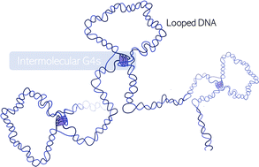 Graphical abstract: Long-range DNA interactions: inter-molecular G-quadruplexes and their potential biological relevance