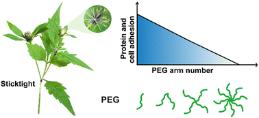 Graphical abstract: Sticktight-inspired PEGylation for low-fouling coatings
