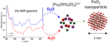 Graphical abstract: First observation of [Pu6(OH)4O4]12+ cluster during the hydrolytic formation of PuO2 nanoparticles using H/D kinetic isotope effect