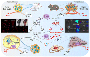 Graphical abstract: Optimizing phenyl selenide-based BODIPYs as fluorescent probes for diagnosing cancer and drug-induced liver injury via cysteine