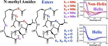 Graphical abstract: Helical structure in cyclic peptides: effect of N-methyl amides versus esters