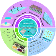 Graphical abstract: Tannic acid-based functional coating: surface engineering of membranes for oil-in-water emulsion separation