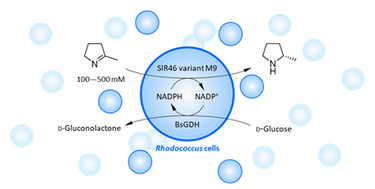 Graphical abstract: Improvement of (S)-selective imine reductase GF3546 for the synthesis of chiral cyclic amines