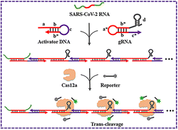 Graphical abstract: A functional RNA/DNA circuit for one-pot detection of SARS-CoV-2 RNA