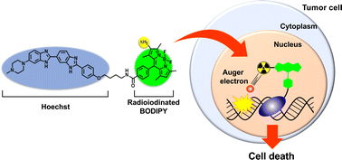 Graphical abstract: Hoechst-tagged radioiodinated BODIPY derivative for Auger-electron cancer therapy