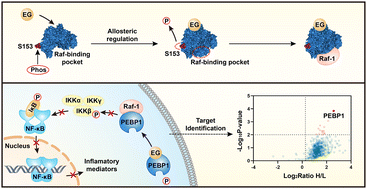 Graphical abstract: Photoaffinity labelling-based chemoproteomic strategy identifies PEBP1 as the target of ethyl gallate against macrophage activation