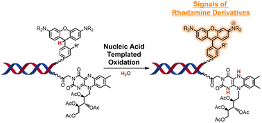 Graphical abstract: Riboflavin-catalyzed templated reaction to translate nucleic acid cues into signals of rhodamine derivatives