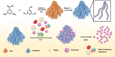 Graphical abstract: Convenient exosome separation by phosphatidylserine targeting polymer brush materials