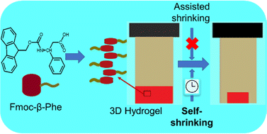 Graphical abstract: A “self-shrinking” supramolecular hydrogel with a 3D shape memory performance from an unnatural amino acid derivative