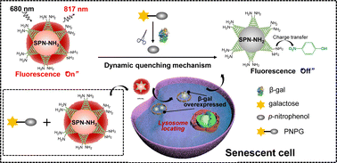 Graphical abstract: A near-infrared fluorescent nanoprobe for senescence-associated β-galactosidase sensing in living cells
