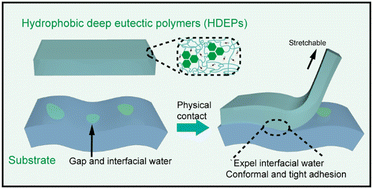 Graphical abstract: Water-insensitive self-adhesive elastomers derived from hydrophobic deep eutectic polymers