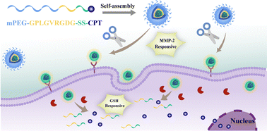 Graphical abstract: An MMP-2 sensitive and reduction-responsive prodrug amphiphile for actively targeted therapy of cancer by hierarchical cleavage