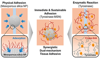 Graphical abstract: Dual action of a tyrosinase–mesoporous silica nanoparticle complex for synergistic tissue adhesion