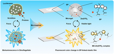 Graphical abstract: A dinoflagellate-inspired mechanochromic film for fast and reversible information encryption and display