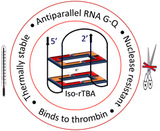 Graphical abstract: Unlike RNA-TBA (rTBA), iso-rTBA, the 2′–5′-linked RNA-thrombin-binding aptamer, is a functional equivalent of TBA