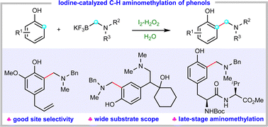 Graphical abstract: Aqueous C–H aminomethylation of phenols by iodine catalysis