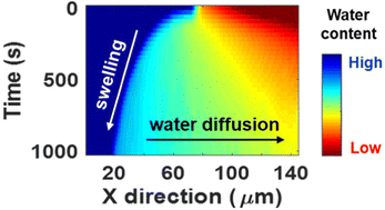 Graphical abstract: Optical mapping of the evolution of water content during the swelling of hydrophilic polymers