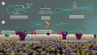 Graphical abstract: Bioinspired molecular engineering of bivalent aptamers by ligand-induced self-dimerization
