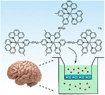 Graphical abstract: A tetranuclear polypyridylruthenium(ii) complex as a selective stain for extracellular vesicle penetration through brain microvascular endothelium